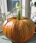 pumpkin1